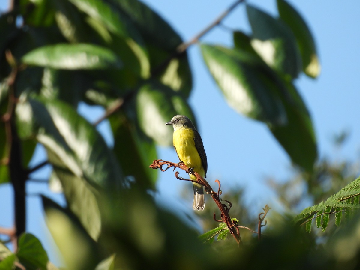 Gray-capped Flycatcher - ML623635916