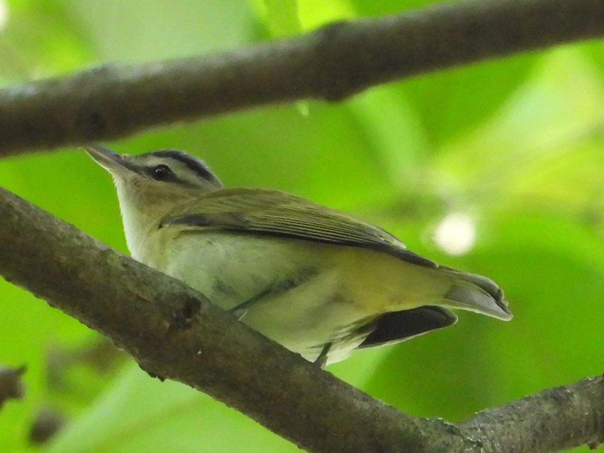 Red-eyed Vireo - ML623636005