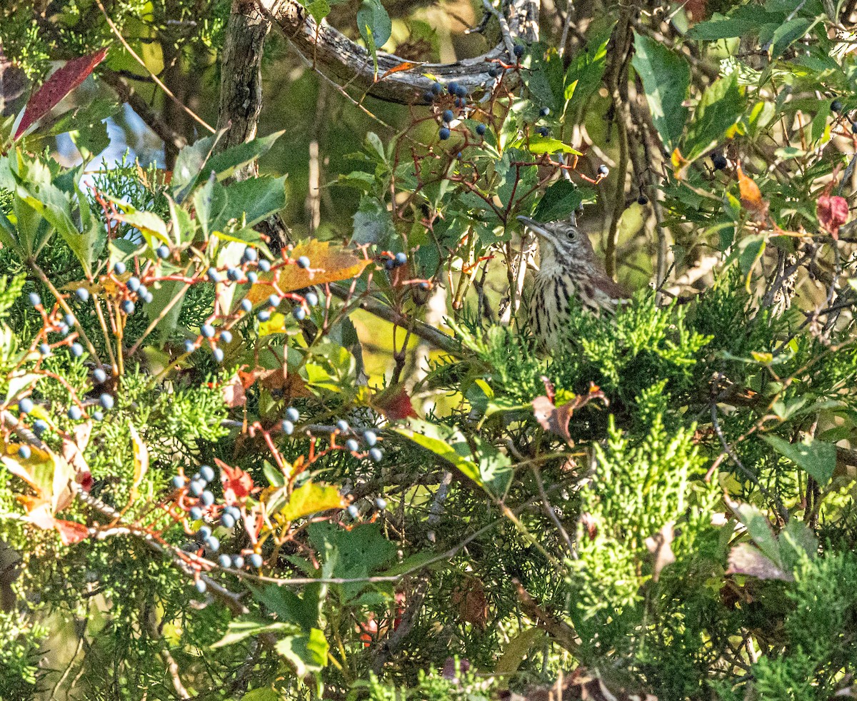 Brown Thrasher - ML623636081