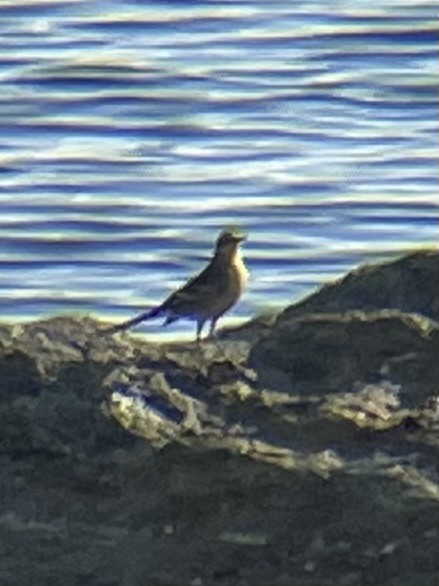 Citrine Wagtail - ML623636089