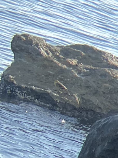 Citrine Wagtail - ML623636090