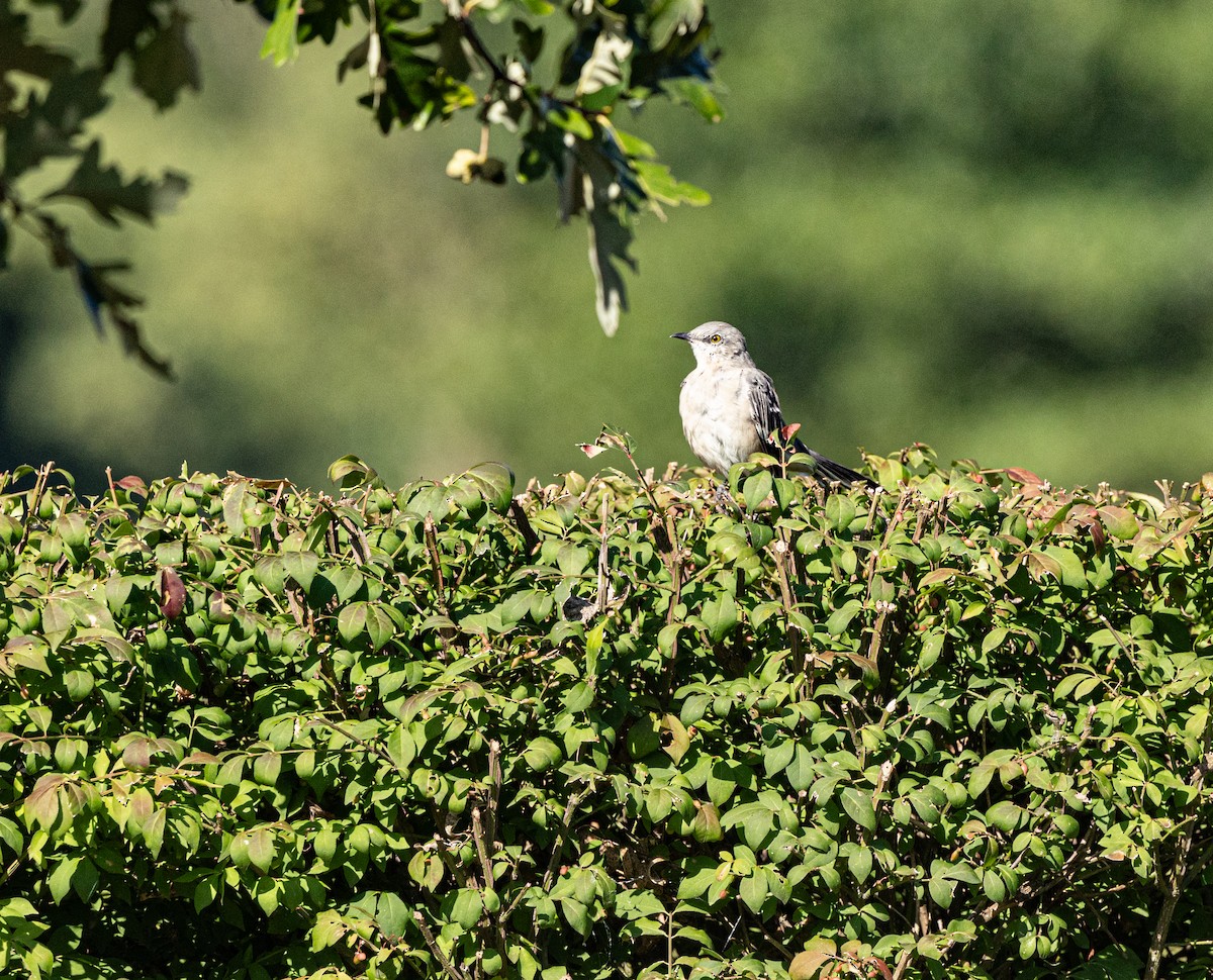 Northern Mockingbird - Karen Barlow