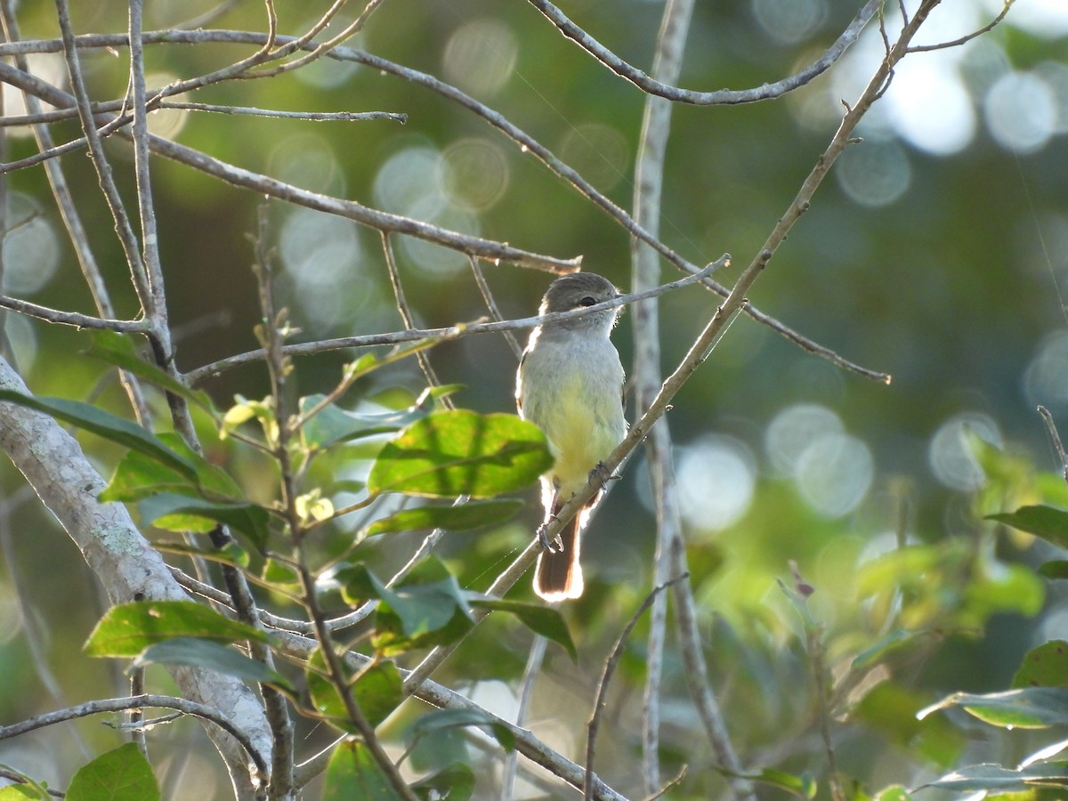 Small-billed Elaenia - ML623636094