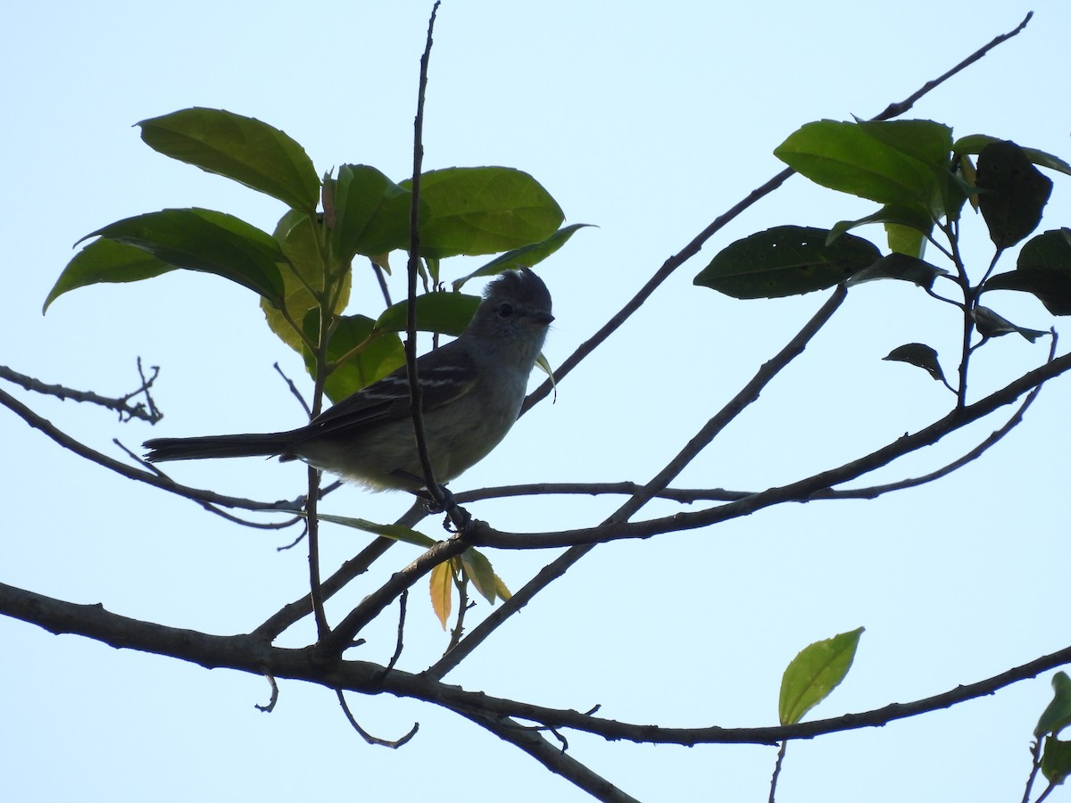 Small-billed Elaenia - ML623636097