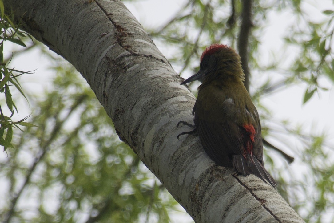 Olive Woodpecker - ML623636103