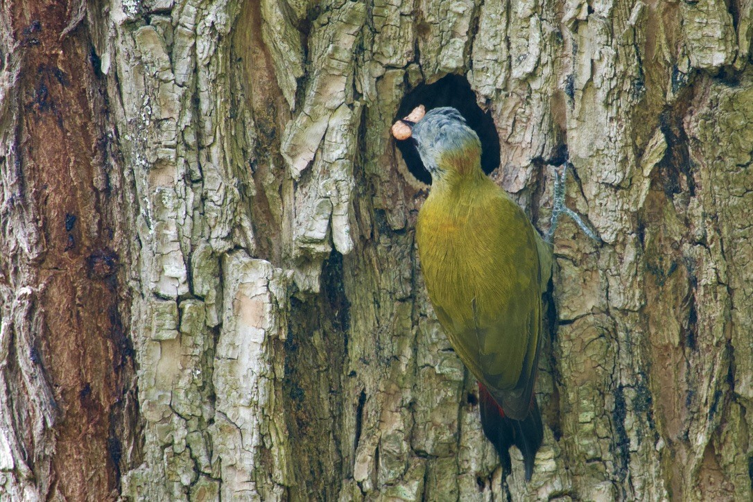 Olive Woodpecker - ML623636105