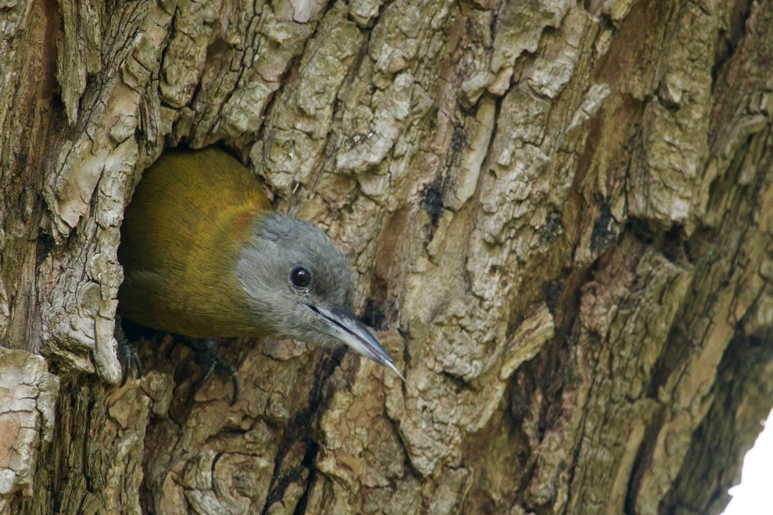 Olive Woodpecker - Sarel Snyman