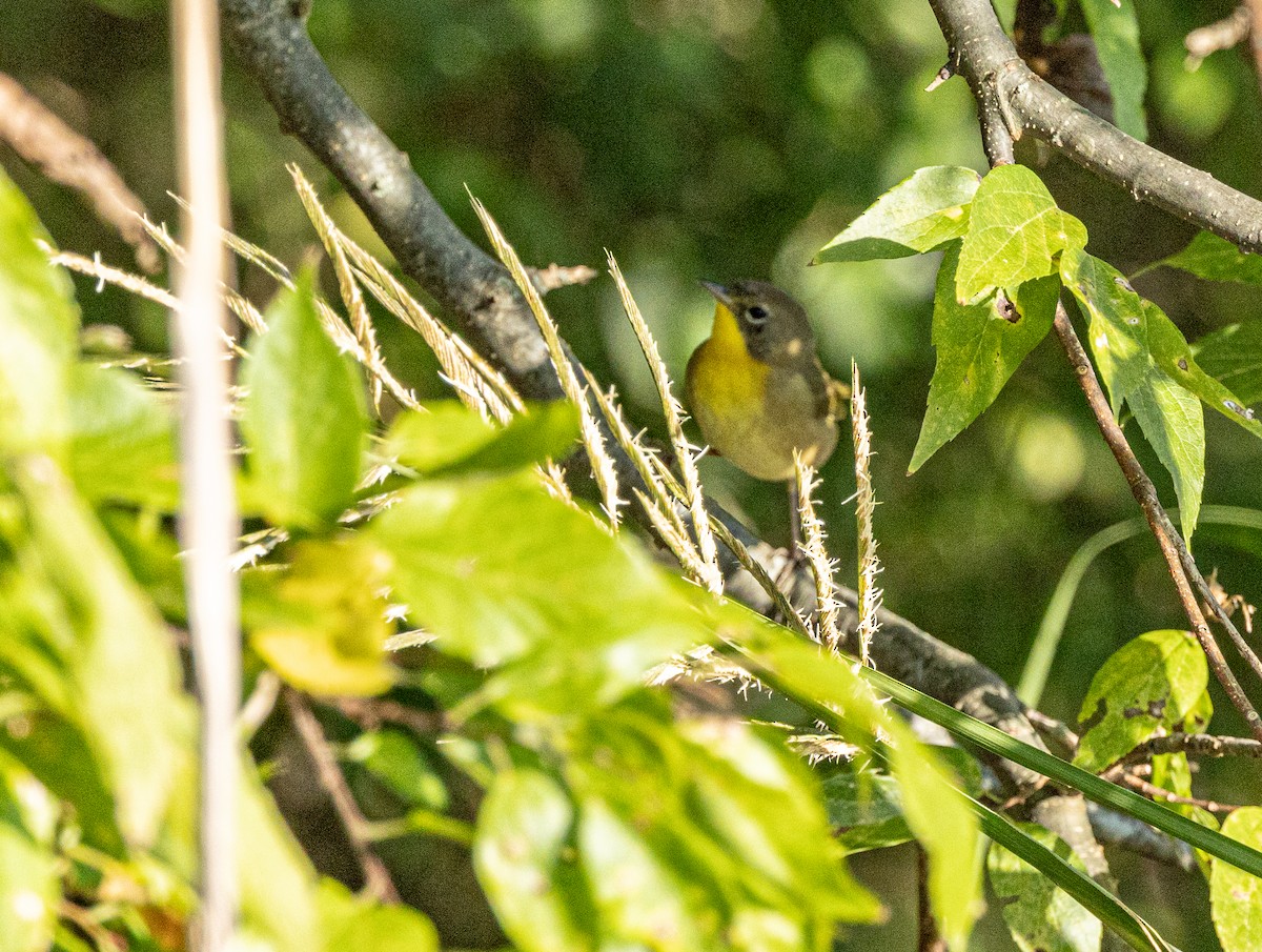 Common Yellowthroat - ML623636112