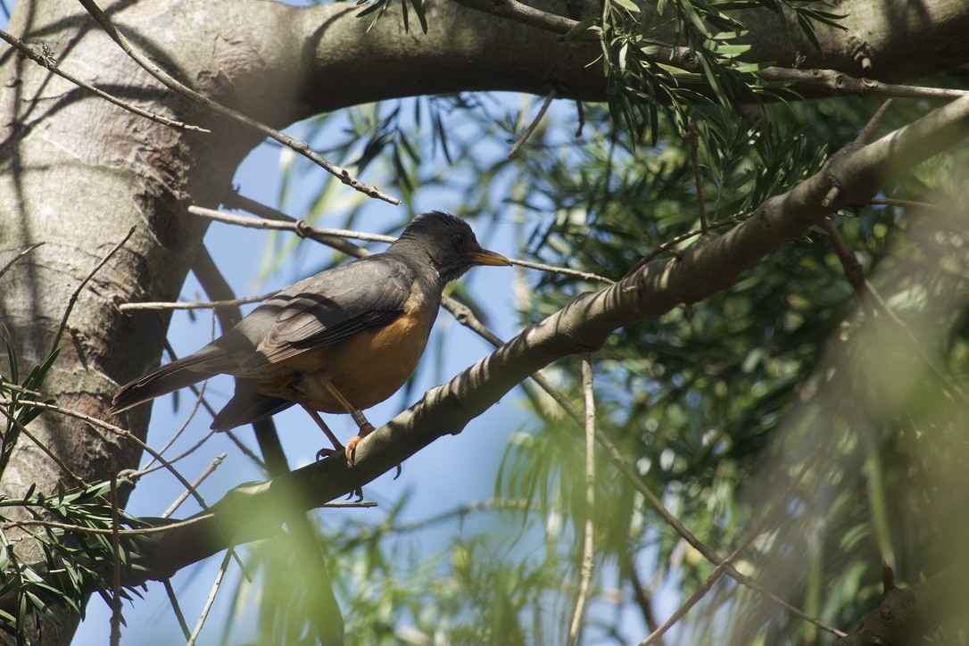 Olive Thrush - ML623636125