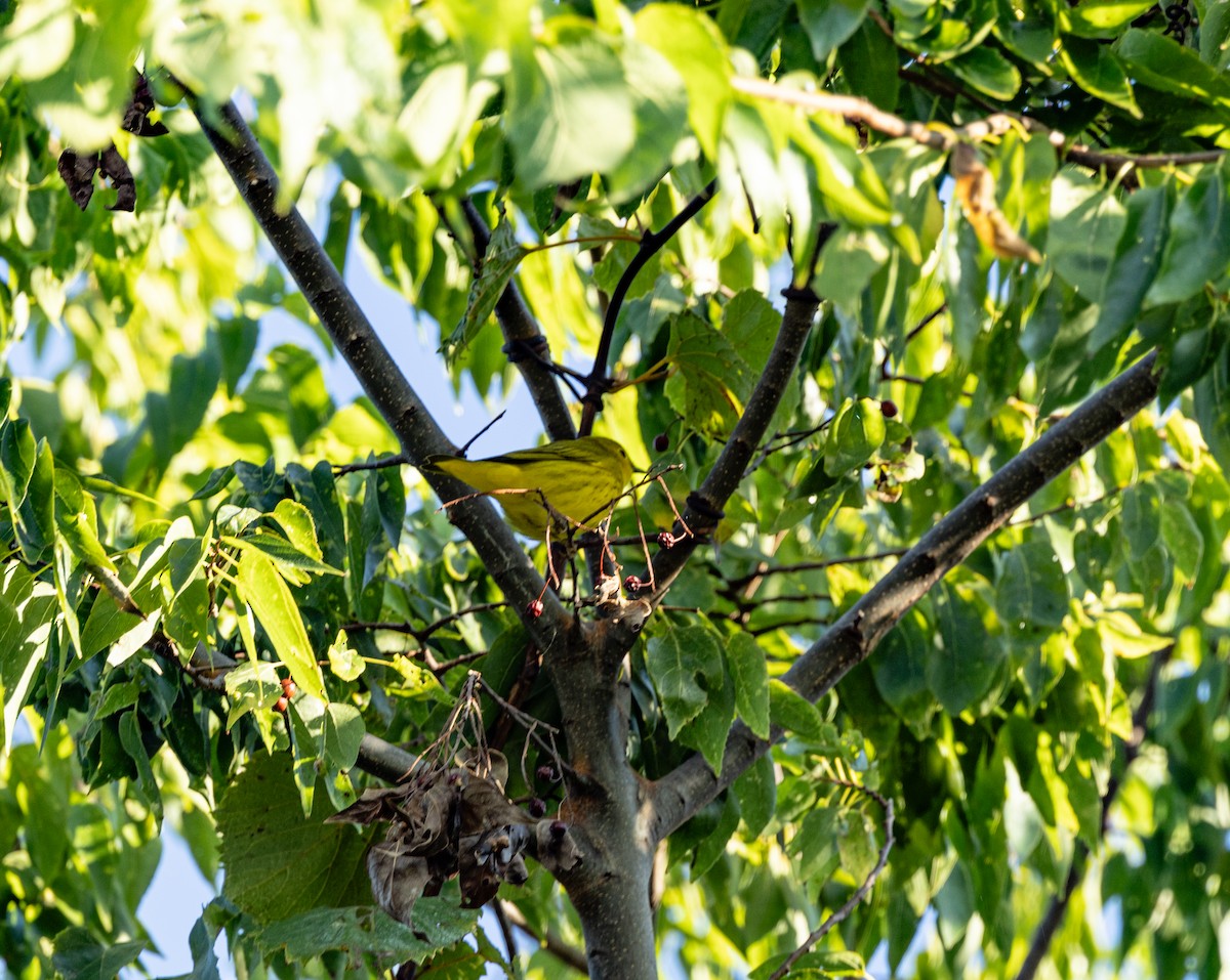 Yellow Warbler - ML623636191