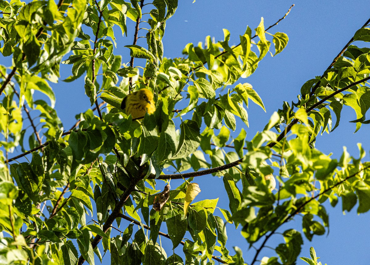 Yellow Warbler - Karen Barlow