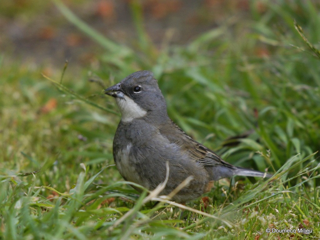 Diuca Finch - ML62363621