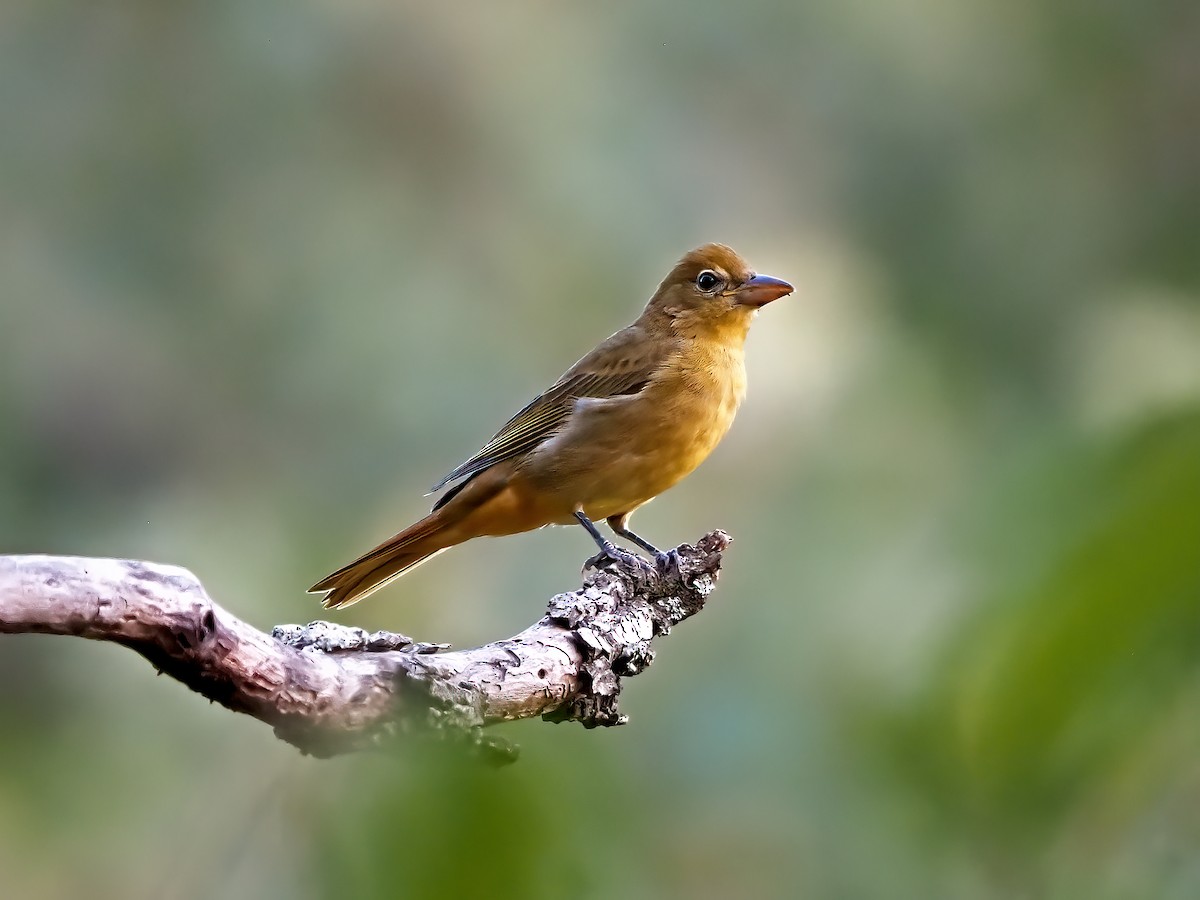 Summer Tanager - ML623636247