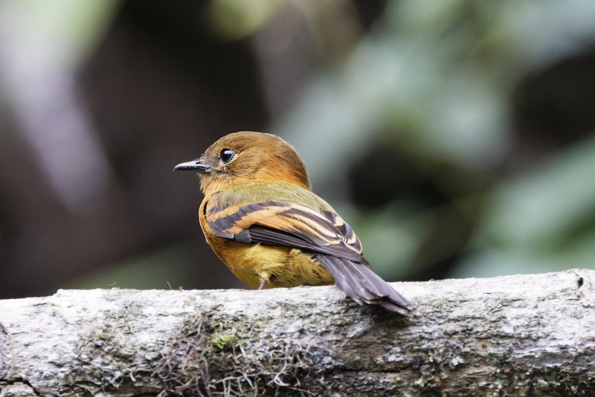 Cinnamon Flycatcher - ML623636277