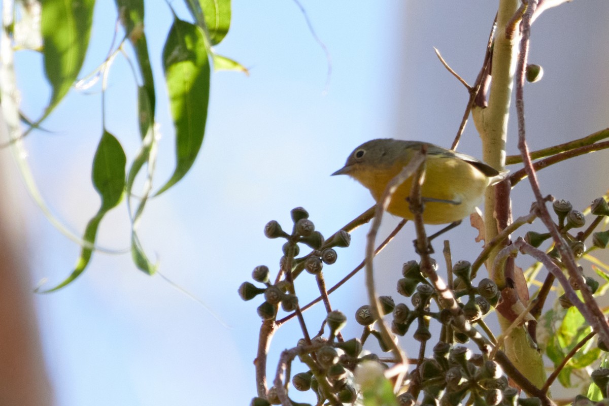Nashville Warbler - ML623636296