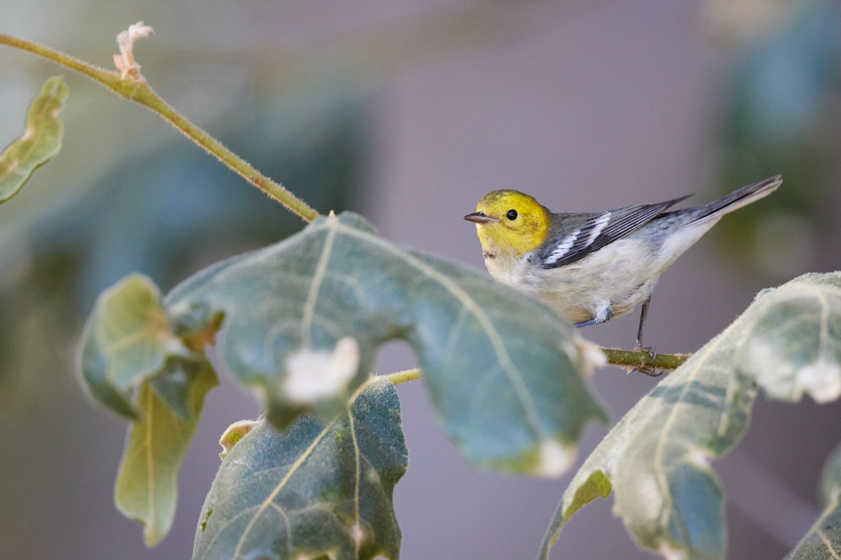 Hermit Warbler - ML623636300