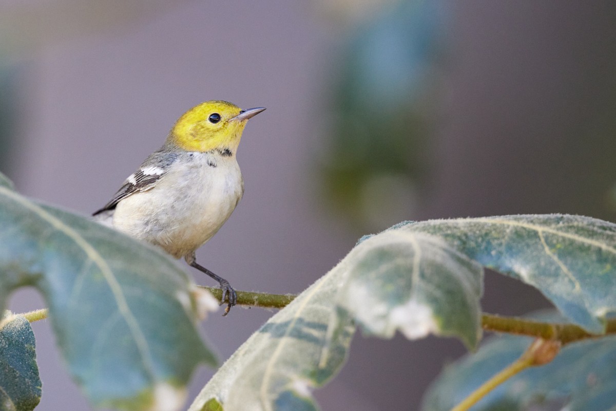 Hermit Warbler - ML623636301