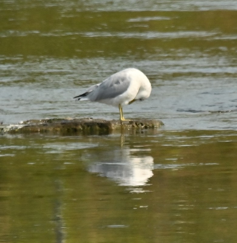 Ring-billed Gull - ML623636319