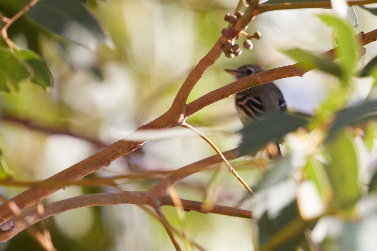 Least Flycatcher - ML623636326
