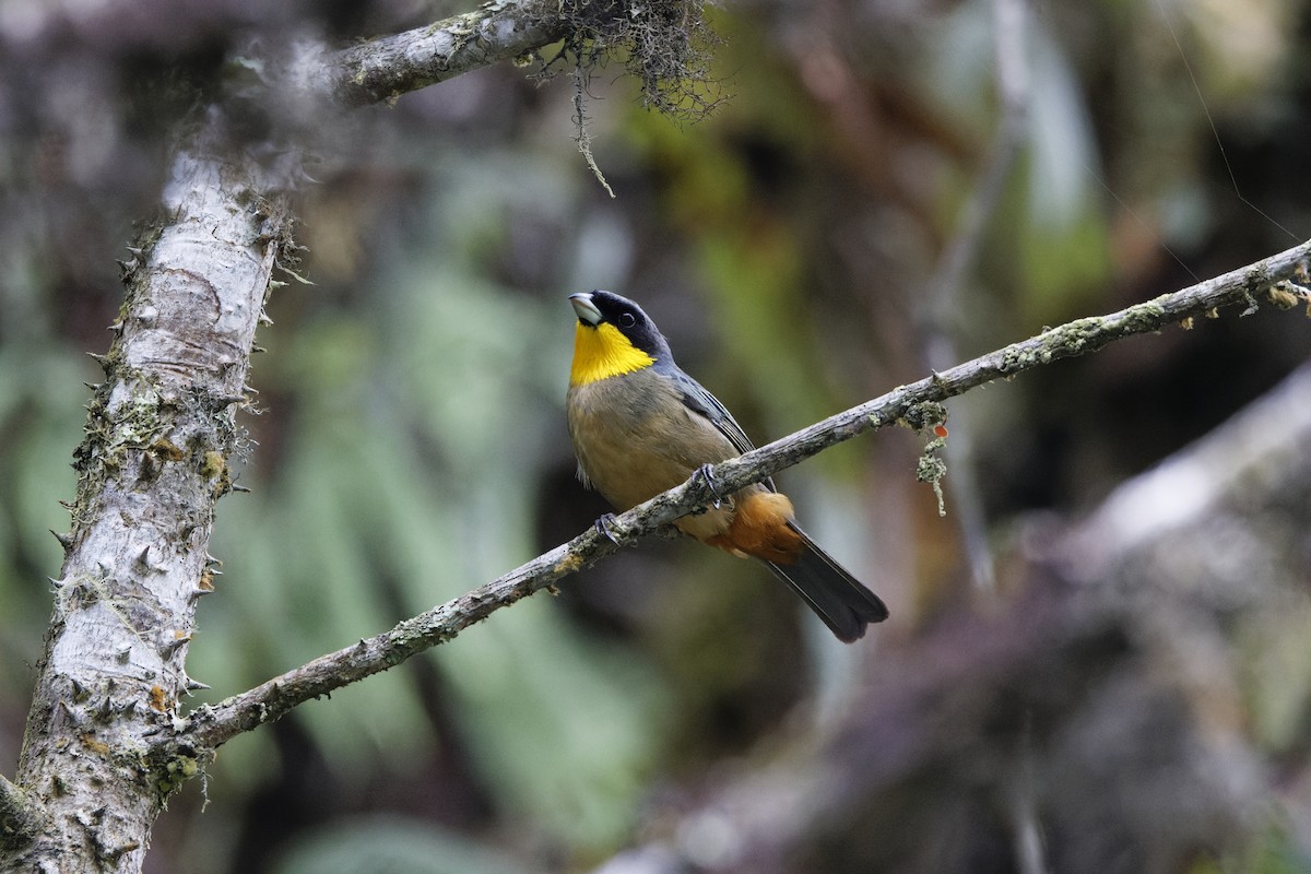 Yellow-throated Tanager - ML623636331