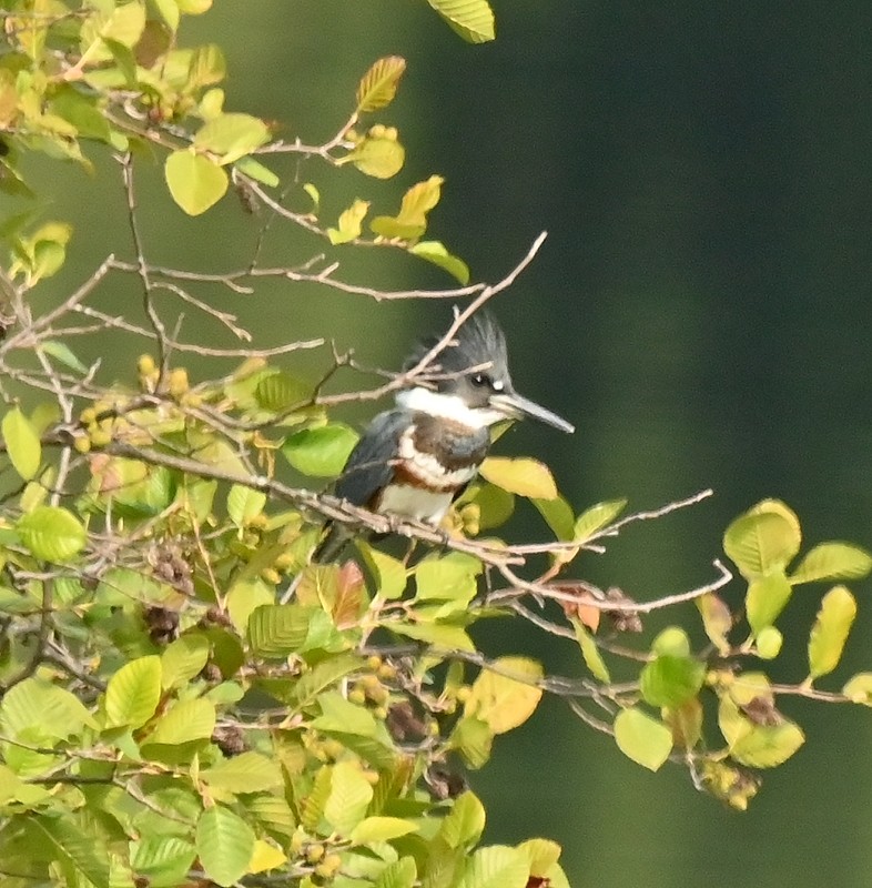 Belted Kingfisher - Regis Fortin