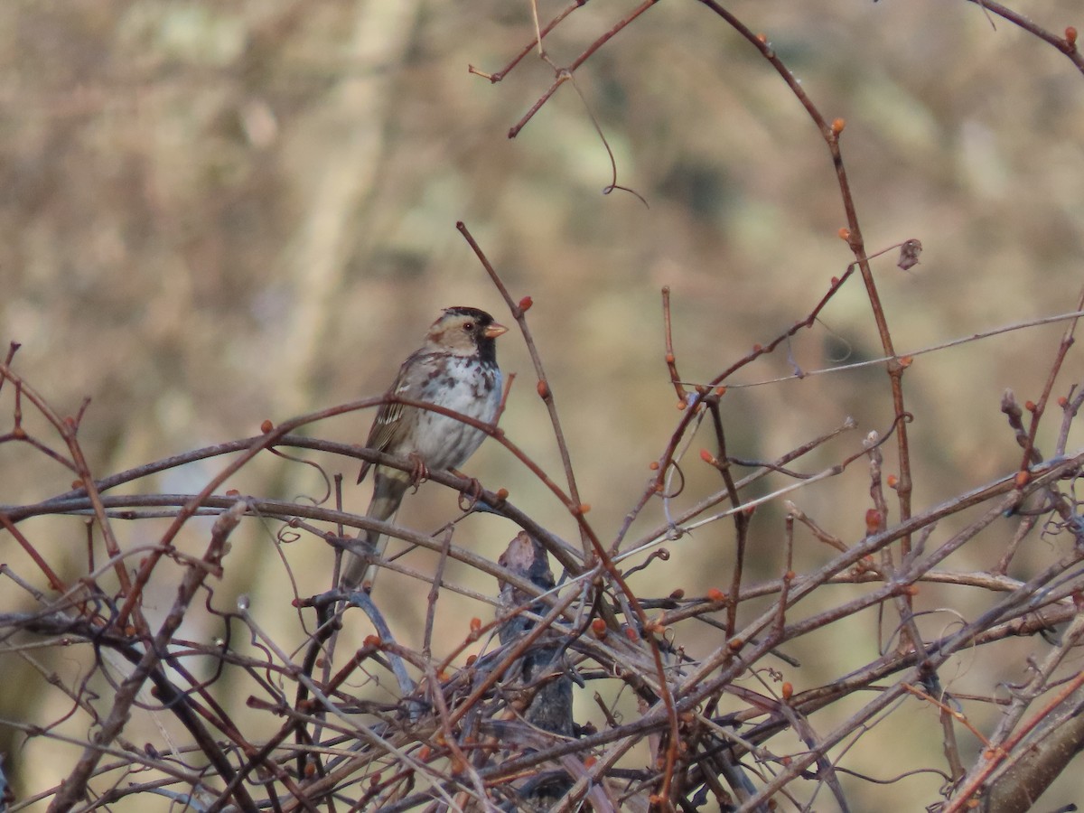 Harris's Sparrow - ML623636363