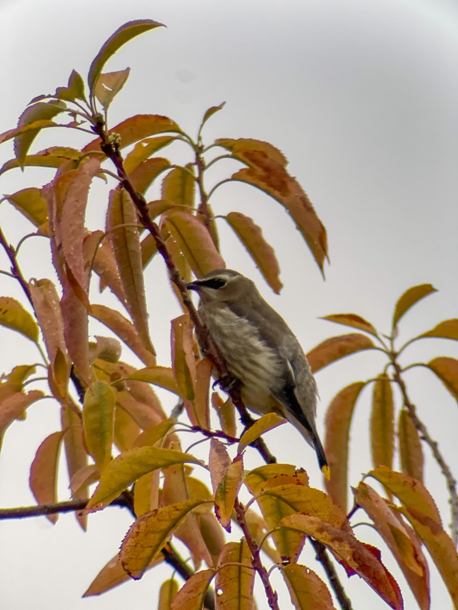 Cedar Waxwing - Tim Olson