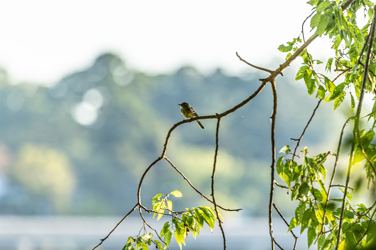 Acadian Flycatcher - ML623636373