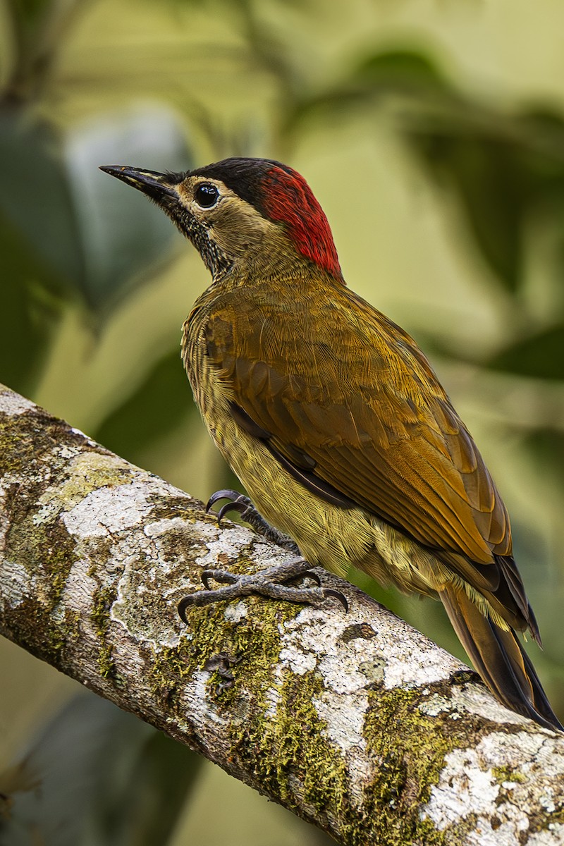 Golden-olive Woodpecker - ML623636448