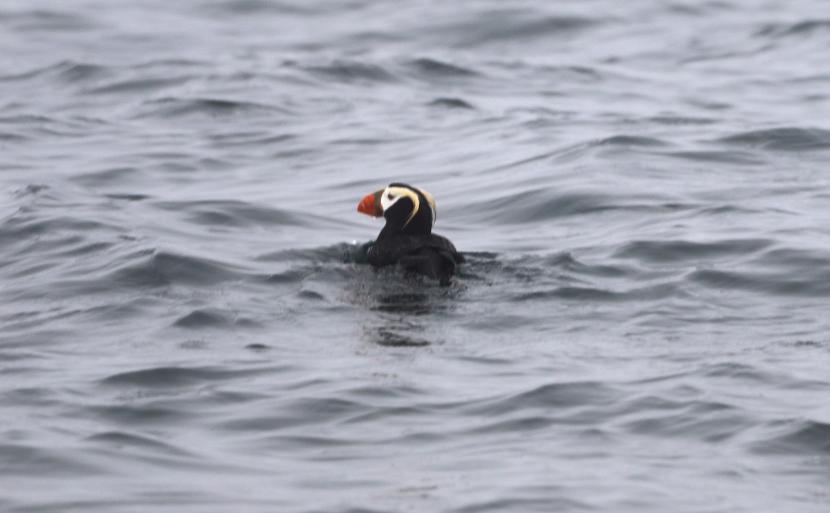 Tufted Puffin - ML623636474