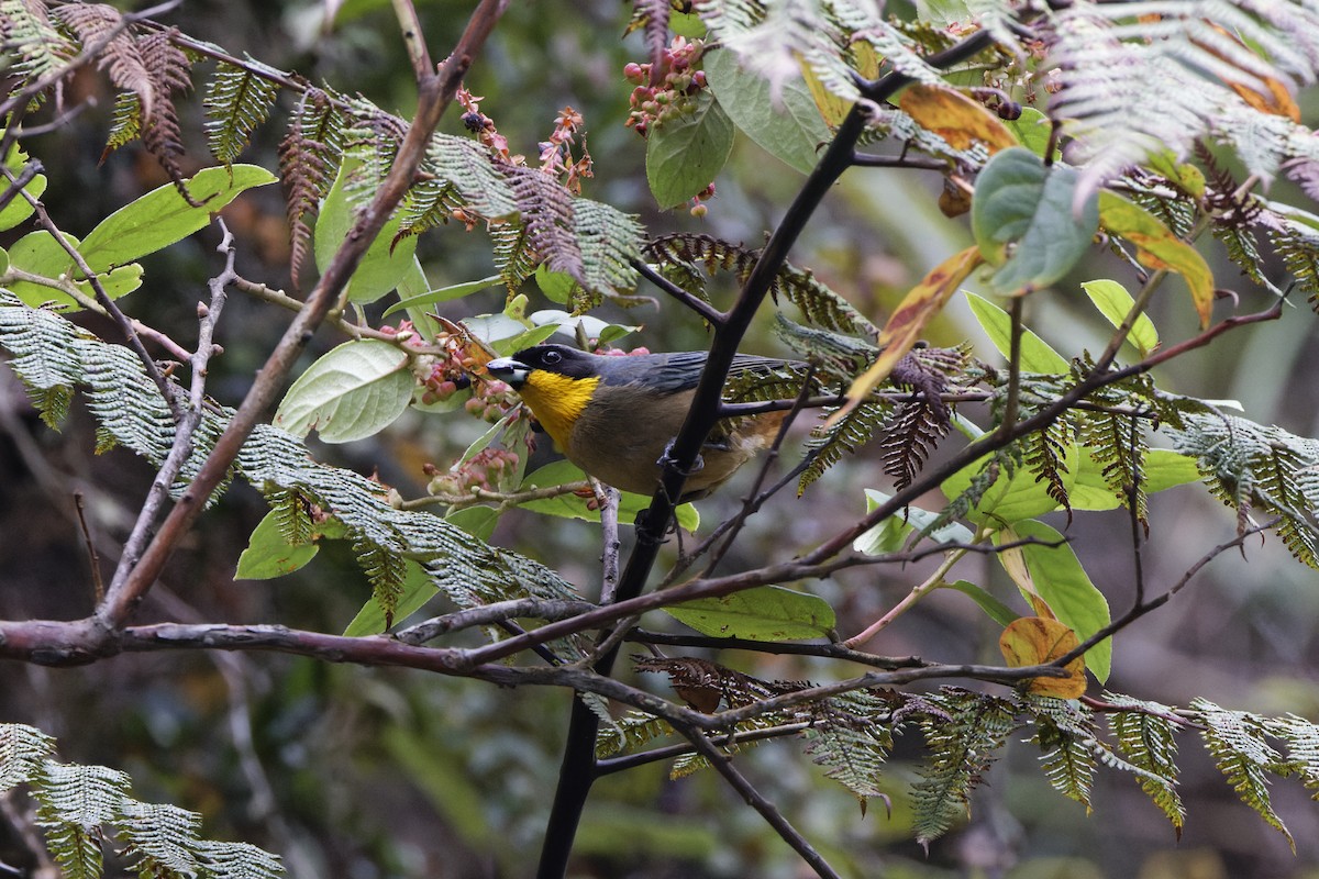 Yellow-throated Tanager - ML623636477