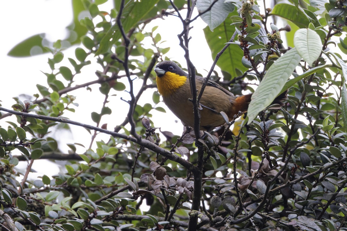 Yellow-throated Tanager - ML623636478