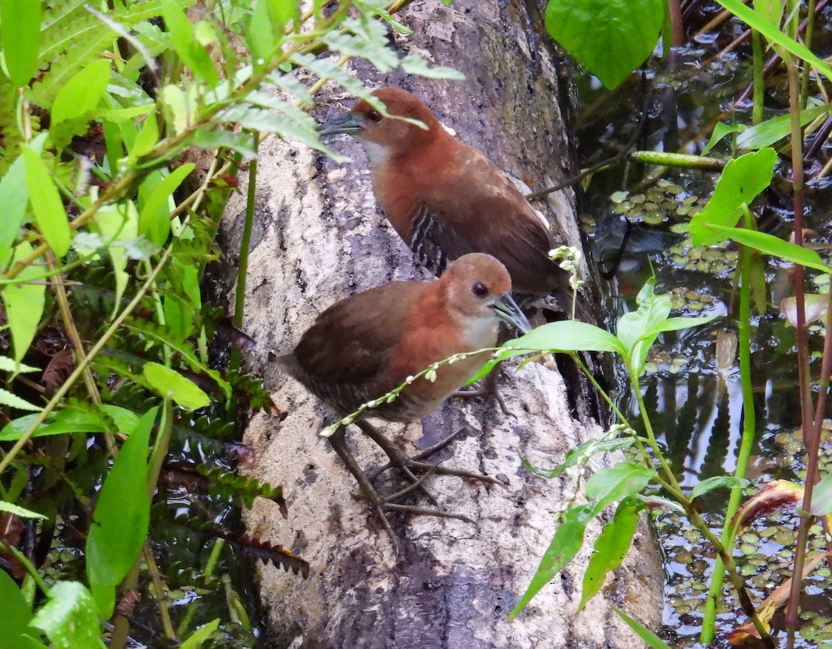 White-throated Crake (Rufous-faced) - ML623636573