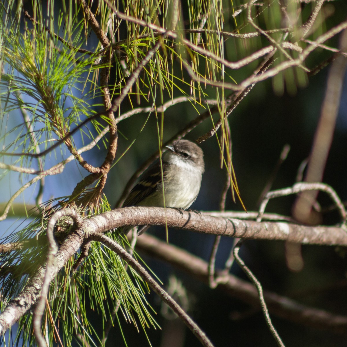 White-throated Tyrannulet - ML623636591