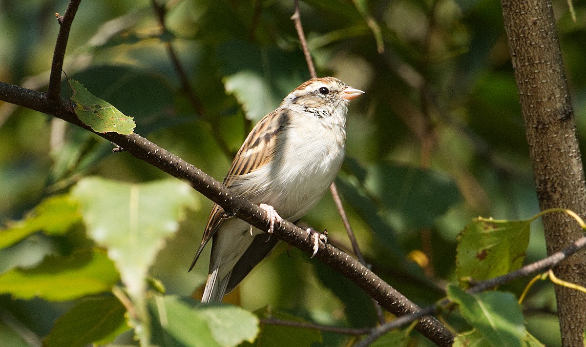 Chipping Sparrow - ML623636596