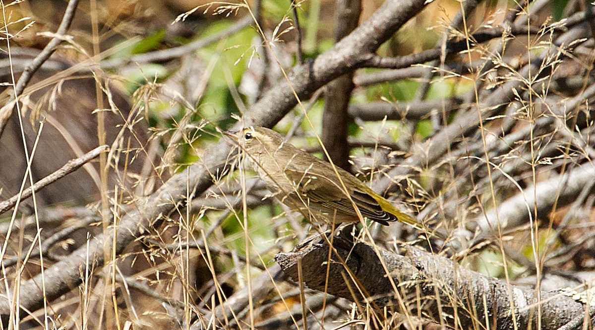 Palm Warbler - ML623636631