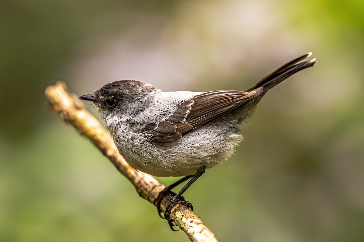 Torrent Tyrannulet - ML623636648