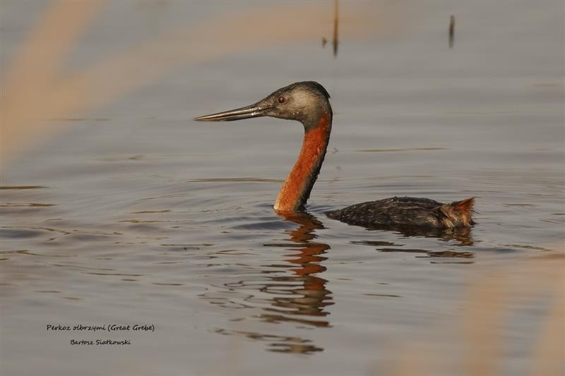 Great Grebe - ML623636659