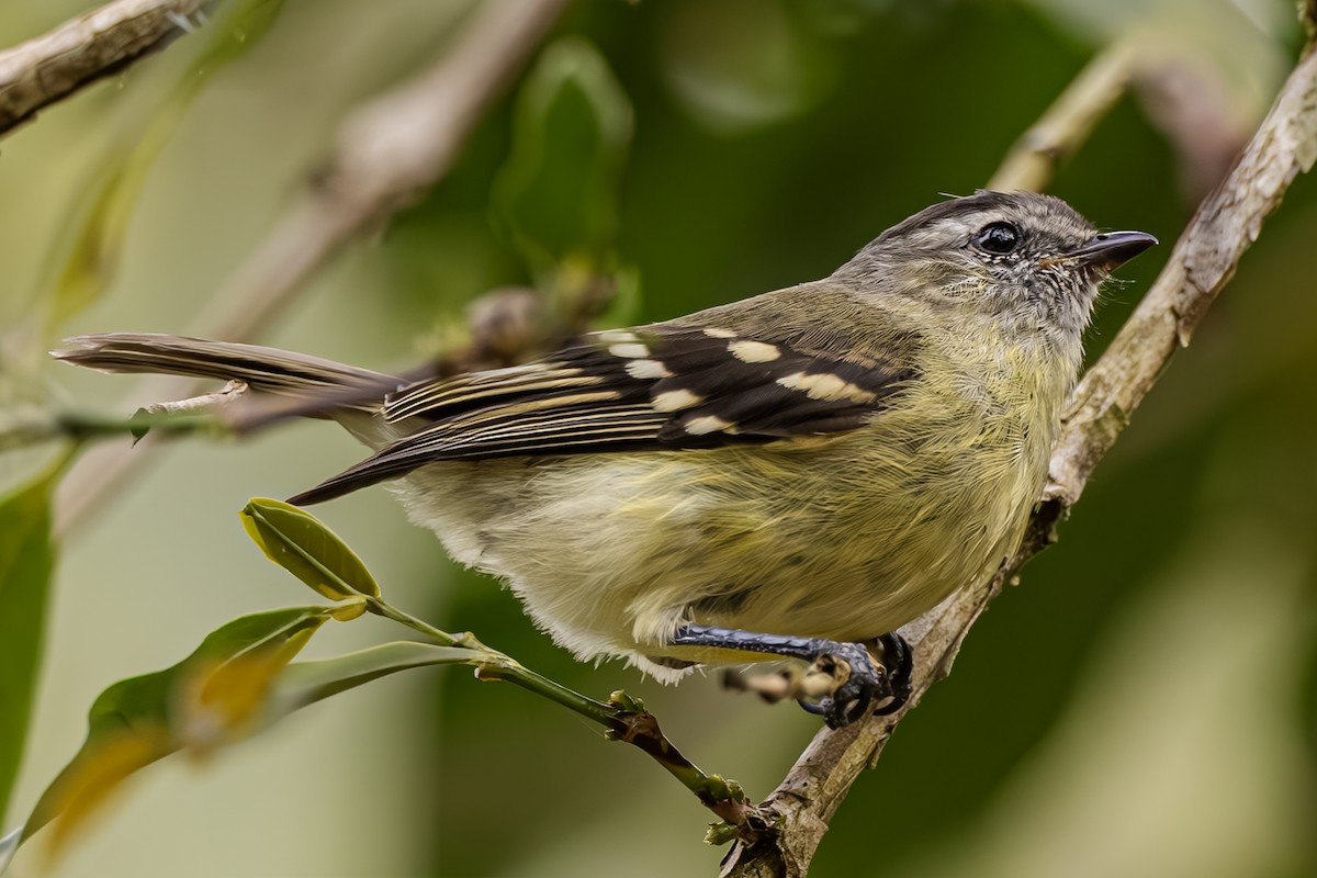 Black-capped Tyrannulet - ML623636665