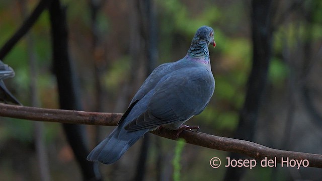 カナリーバト - ML623636667