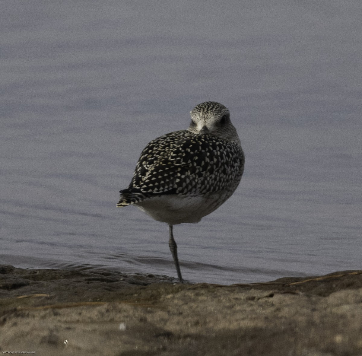 Black-bellied Plover - ML623636669