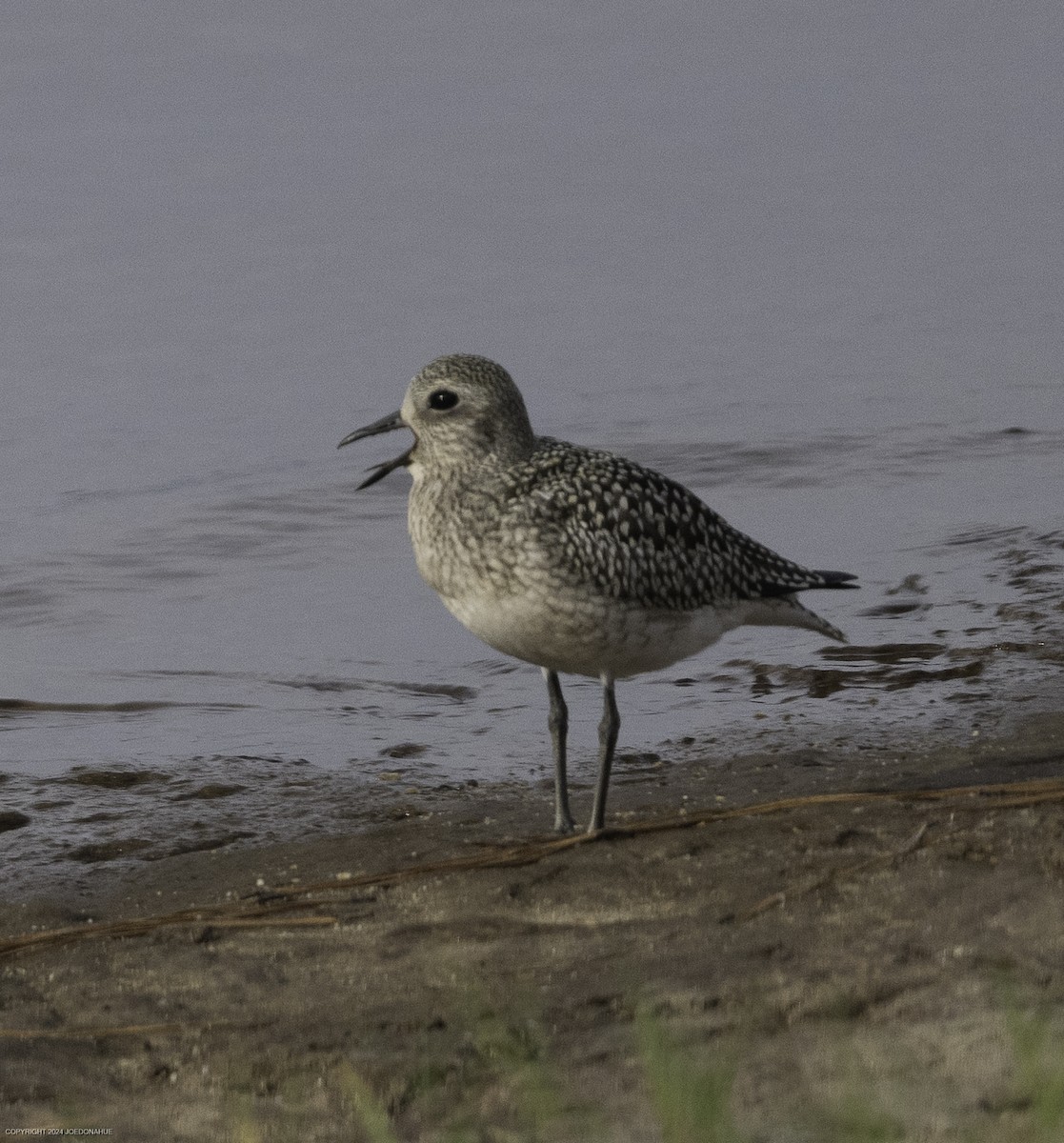 Black-bellied Plover - ML623636670
