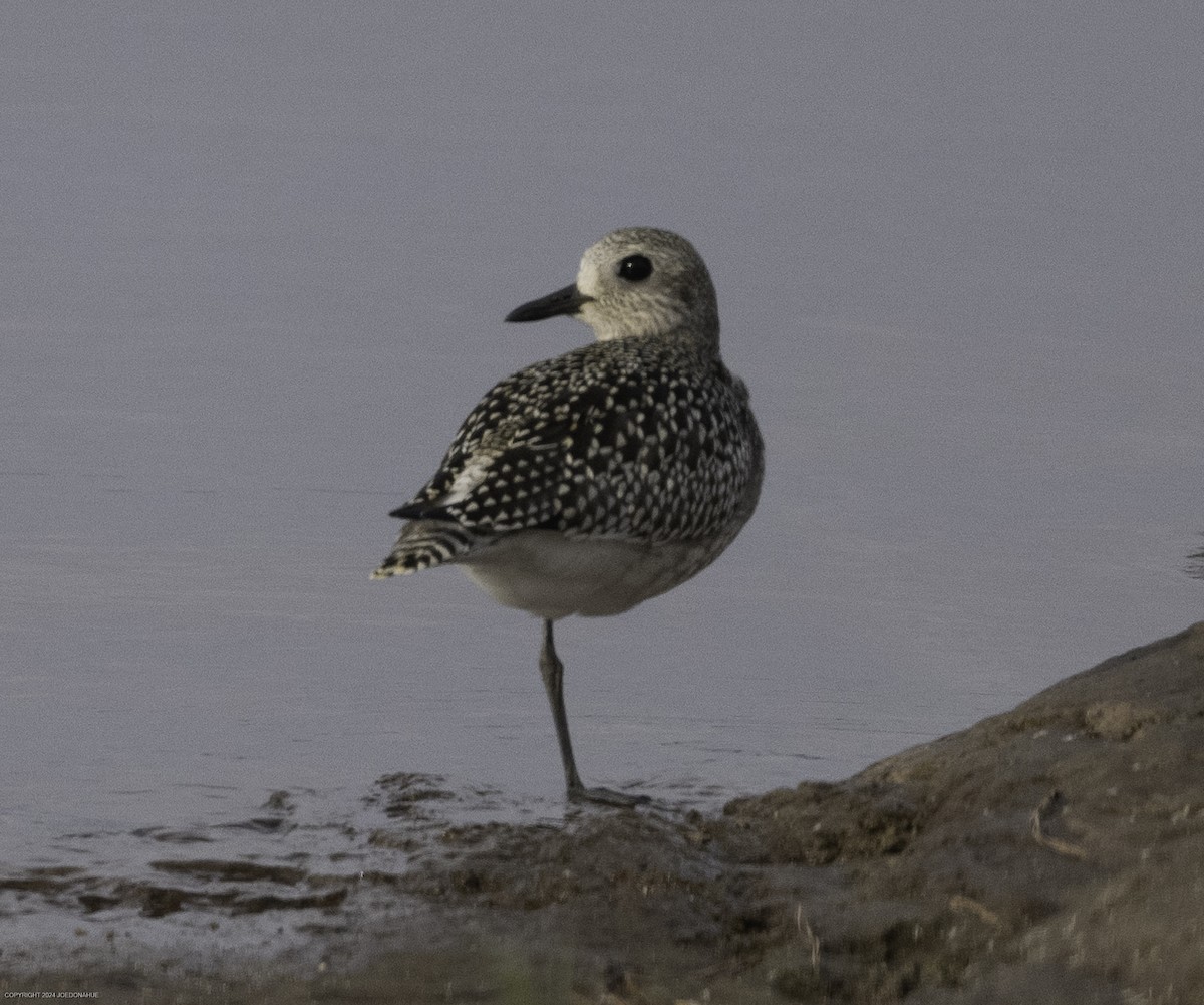 Black-bellied Plover - ML623636671