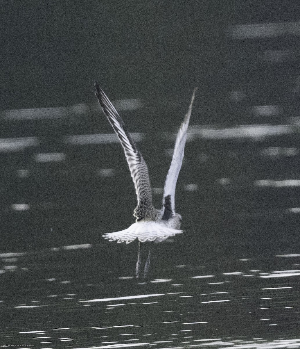 Black-bellied Plover - ML623636672