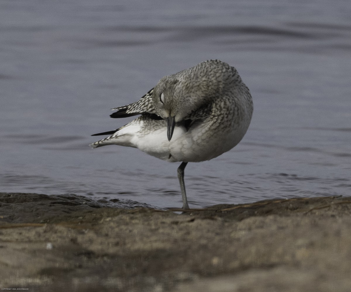 Black-bellied Plover - ML623636673