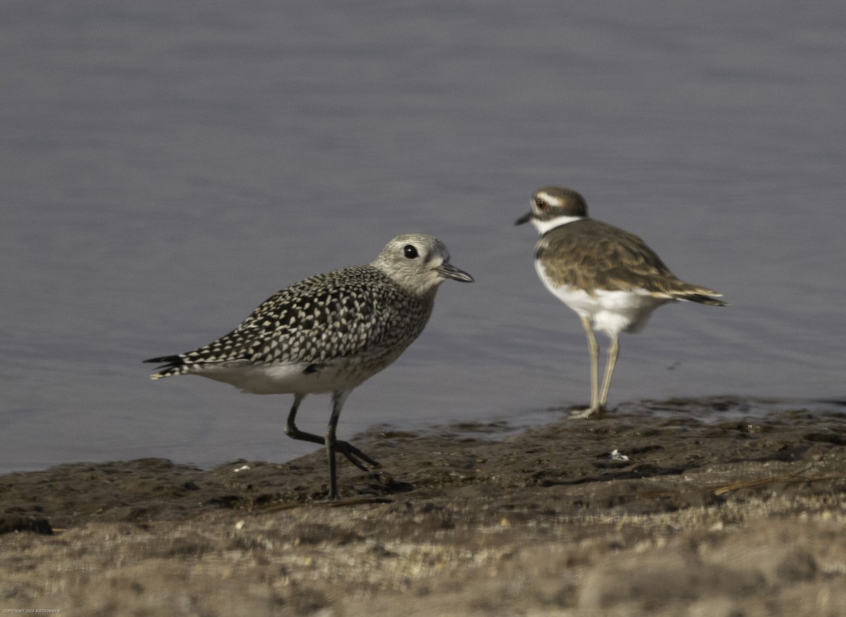 Black-bellied Plover - ML623636674