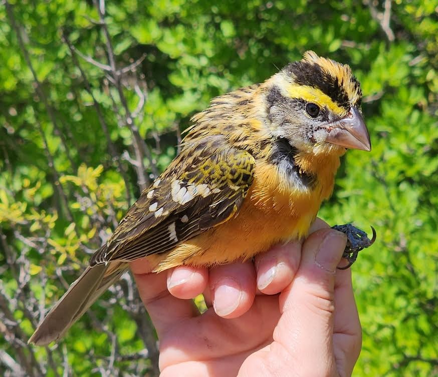 Black-headed Grosbeak - ML623636680