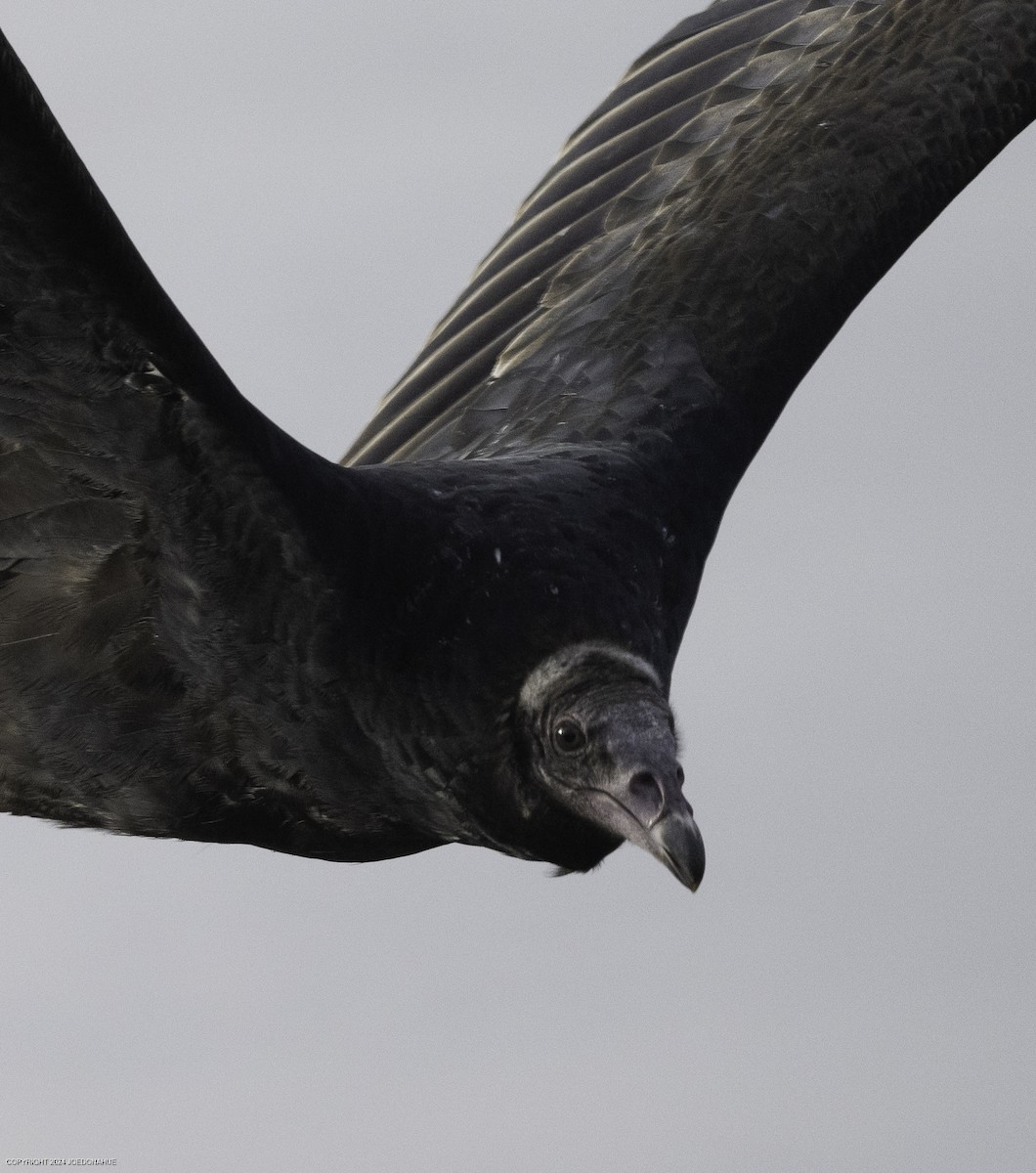 Turkey Vulture - ML623636684