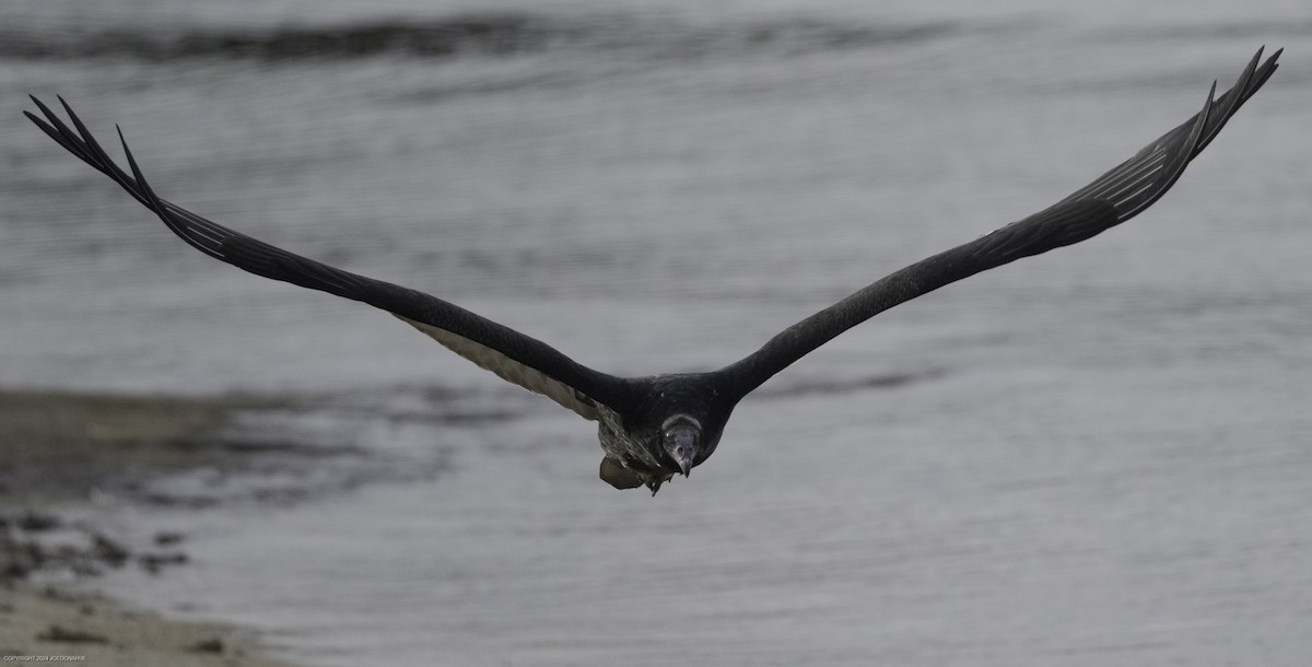 Turkey Vulture - ML623636685