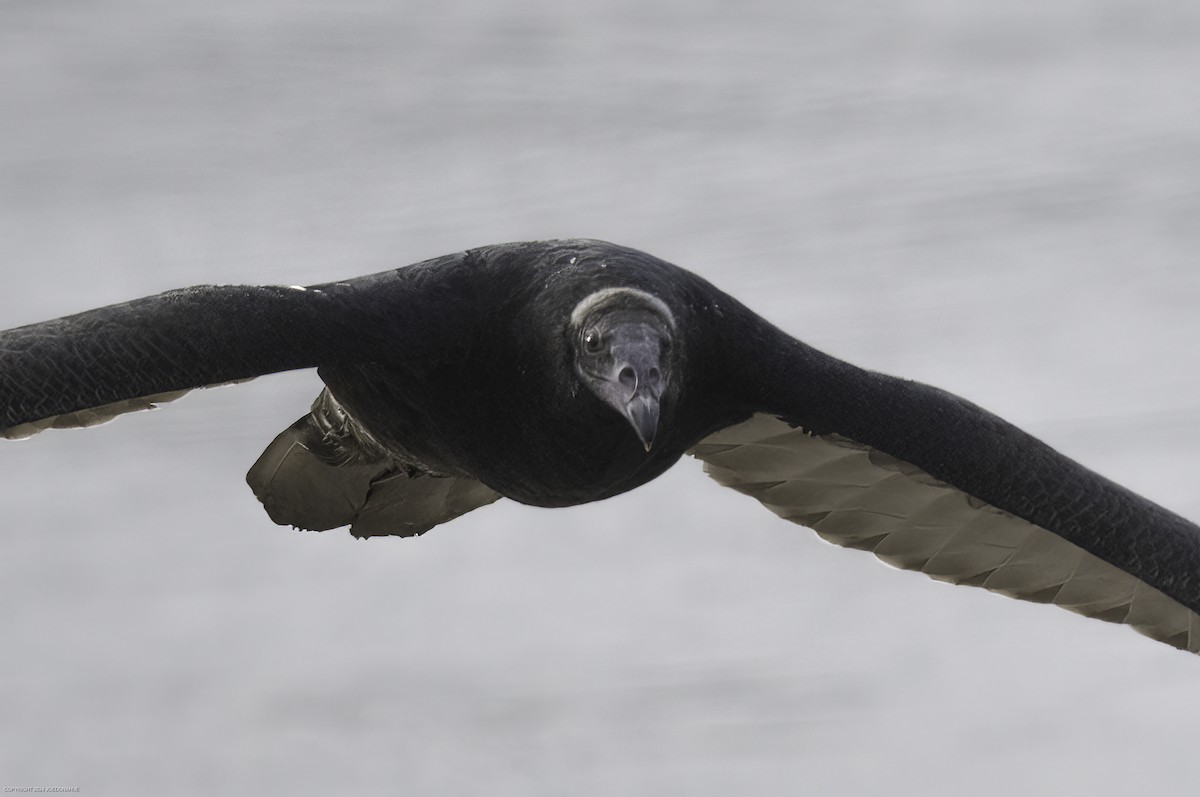 Turkey Vulture - ML623636688